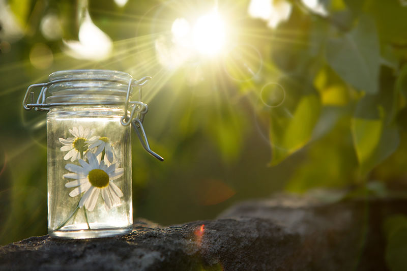 Bachblüten Therapie Begleitung