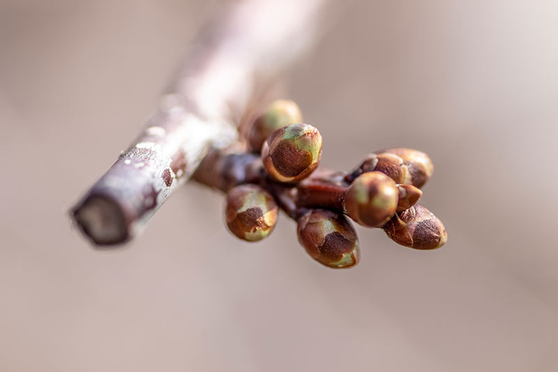 Gemmotherapie zur Stärkung des Körpers